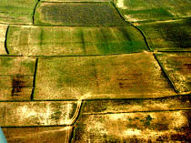 Fields of Cambodia